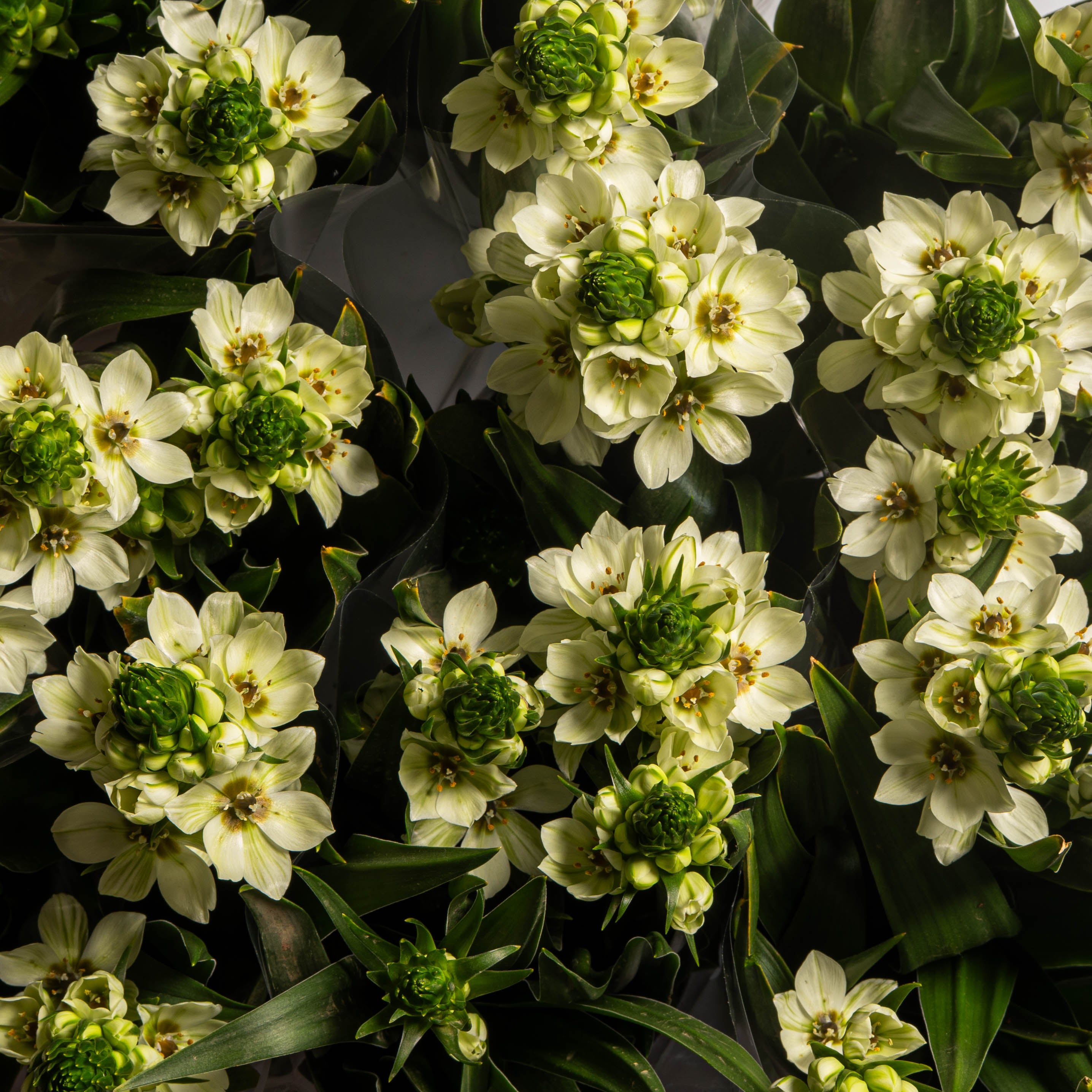 נץ חלב לאביב