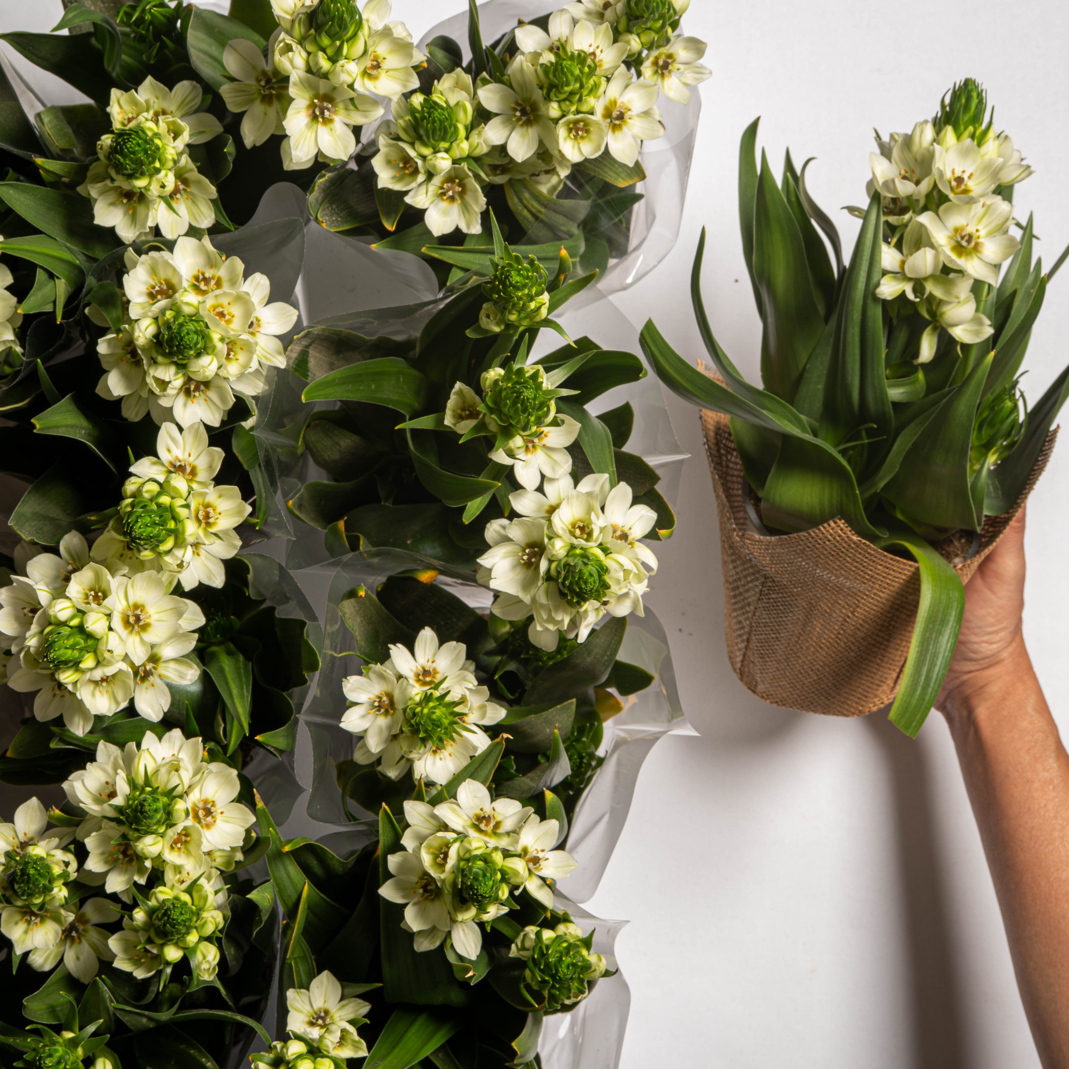 נץ חלב לאביב